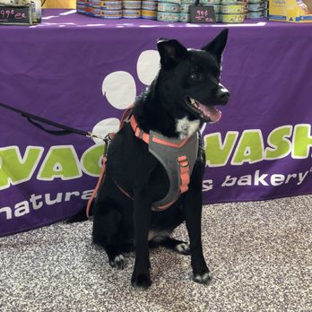 Wag N' Wash Natural Pet Food & Grooming - Pet Groomers Near Me - Aurora, Colorado