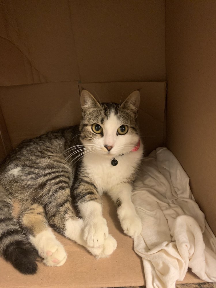 VAN BUREN ANIMAL HOSPITAL - Updated May 2024 - 12 Photos & 46 Reviews