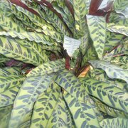 Foto zu Tropengewächshäuser des Botanischen Gartens - Hamburg, Deutschland