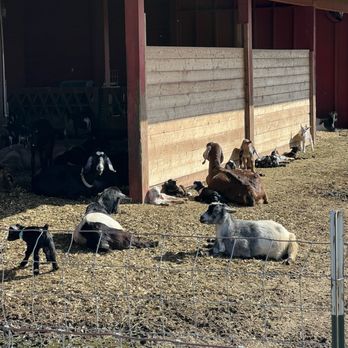 Spenker Winery - Cute baby goats!! - Wineries Near Me - Lodi, California