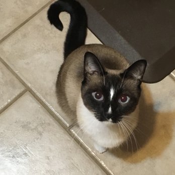 Wag & Purr Cat Sitting - Pet Sitting Near Me Wag & Purr Cat Sitting - Pet Sitting Near Me