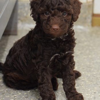 Siess Ranch - Chocolate Mini Labradoodle Maggie - Pet Breeders Near Me - Seneca, Kansas Siess Ranch - Chocolate Mini Labradoodle Maggie - Pet Breeders Near Me - Seneca, Kansas