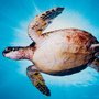 Maui Undersea Adventures