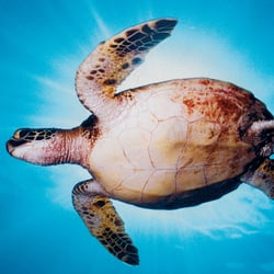 Maui Undersea Adventures - The Ultimate Ocean Experience!
