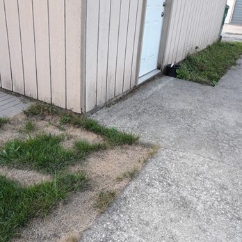 RLG Landscaping - BEFORE: Back yard grass done in by a certain brand of weed and feed product and a strip of aggressive and persistent weeds (back of pic). - Landscaping Near Me - Berwyn, Illinois