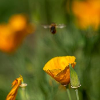 Maui Bees - Maui Bees - Attraction Farms Near Me - Kula, Hawaii Maui Bees - Maui Bees - Attraction Farms Near Me - Kula, Hawaii