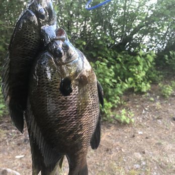 Brooks Lake Recreation Park - Great eaters if you gut them and butterfly them from the rib it will be the size of a dinner plate - Parks Near Me - Conyers, Georgia