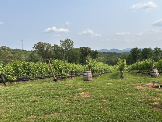 Limoges Cellars - Vineyard, Farm & Winery by null