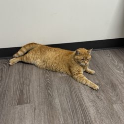 Medford Animal Hospital Giftly Beautiful Gift Card Alternative