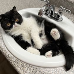 The Cat Hospital - Basil