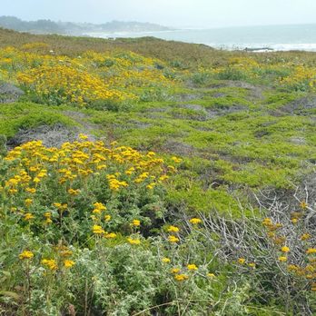 Bean Hollow State Beach - Beaches Near Me - Pescadero, California