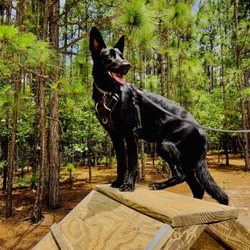 Martin Park - My German Shepherd Ikea, she loves the place so much! By far my favorite dog park!