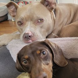 Yao Animal Hospital - Emma And Winnie