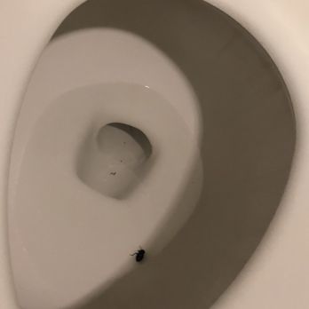 Otilia's Cleaning Service - Dead bug in the toilet that wasn't even scrubbed - Home Cleaning Near Me