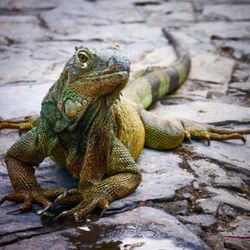 Iguana Gone Removal and Prevention