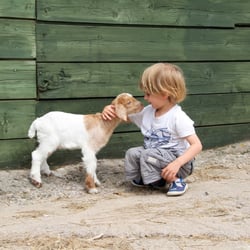 Noah's Ark Zoo Farm