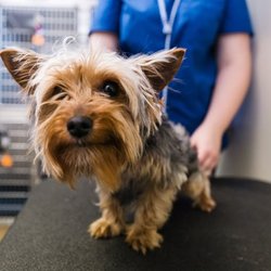 Animal Center West Omaha