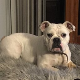 My English bulldog