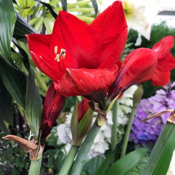 Allan Gardens - Parks Near Me - Toronto, Ontario