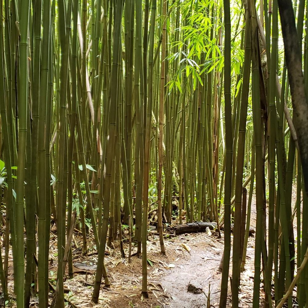Lulumahu Falls - Bamboo forest - Hiking Near Me - Honolulu, Hawaii Lulumahu Falls - Bamboo forest - Hiking Near Me - Honolulu, Hawaii