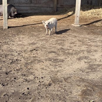 Lambs Farm- Farmyard - The cutest baby pig! - Attraction Farms Near Me - Libertyville, Illinois