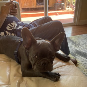 Bay Area Bulldogs - Toby - Pet Breeders Near Me Bay Area Bulldogs - Toby - Pet Breeders Near Me