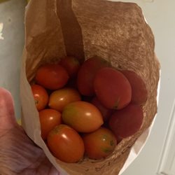 10/18/22 bag of fresh organic tomatoes $5