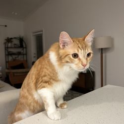 Barker's Mobile Pet Grooming