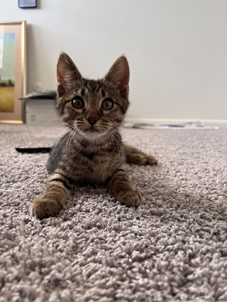 ANIMAL CRACKERS VETERINARY CLINIC Updated September 2024 15 Reviews