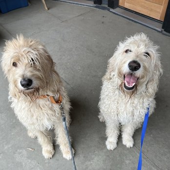 Paws and All - Before grooming - Pet Groomers Near Me