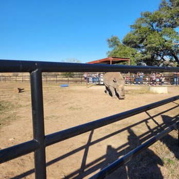 Rhinory - Wineries Near Me - Fredericksburg, Texas Rhinory - Wineries Near Me - Fredericksburg, Texas