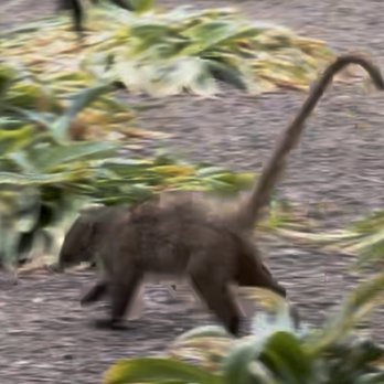 Boyce Thompson Arboretum - coatimundi - Botanical Gardens Near Me - Superior, Arizona
