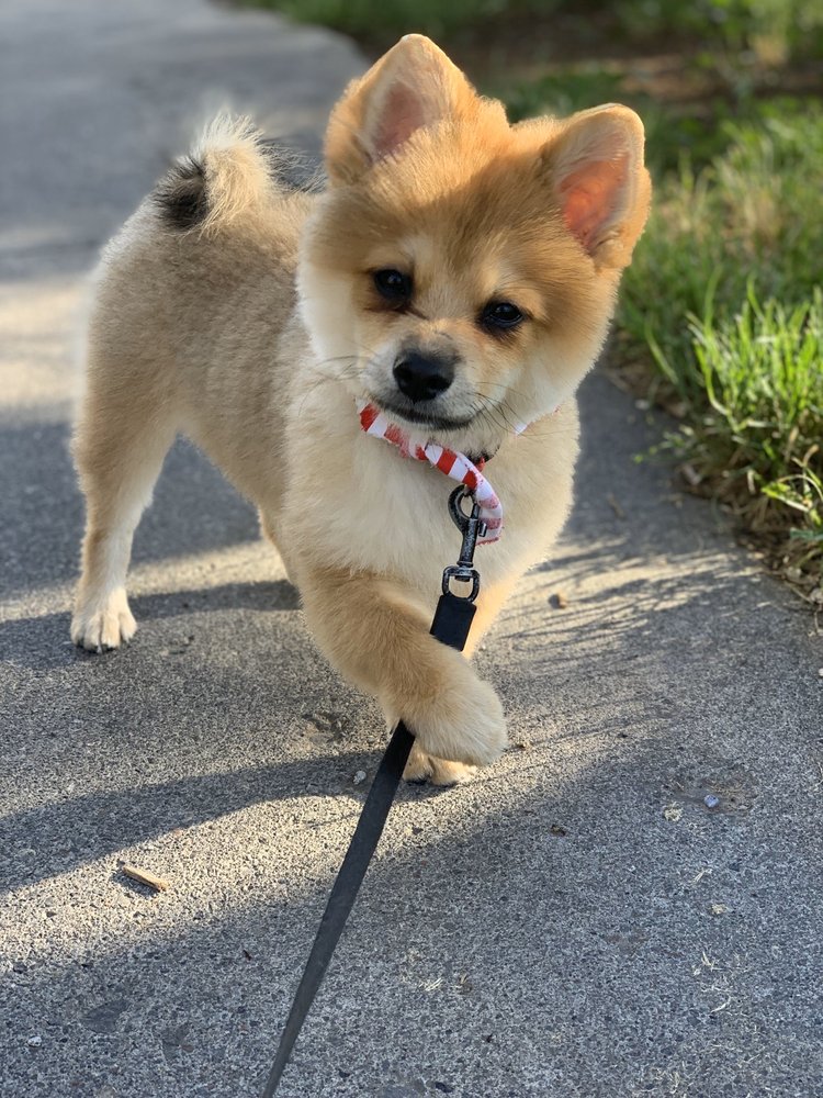 BARK AVENUE PET GROOMING REDMOND 18 Photos & 15 Reviews 1397 NE