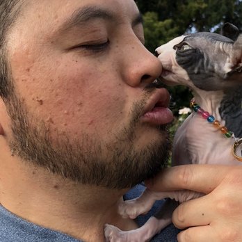 Peach Fuzz Sphynx - Pet Adoption Near Me