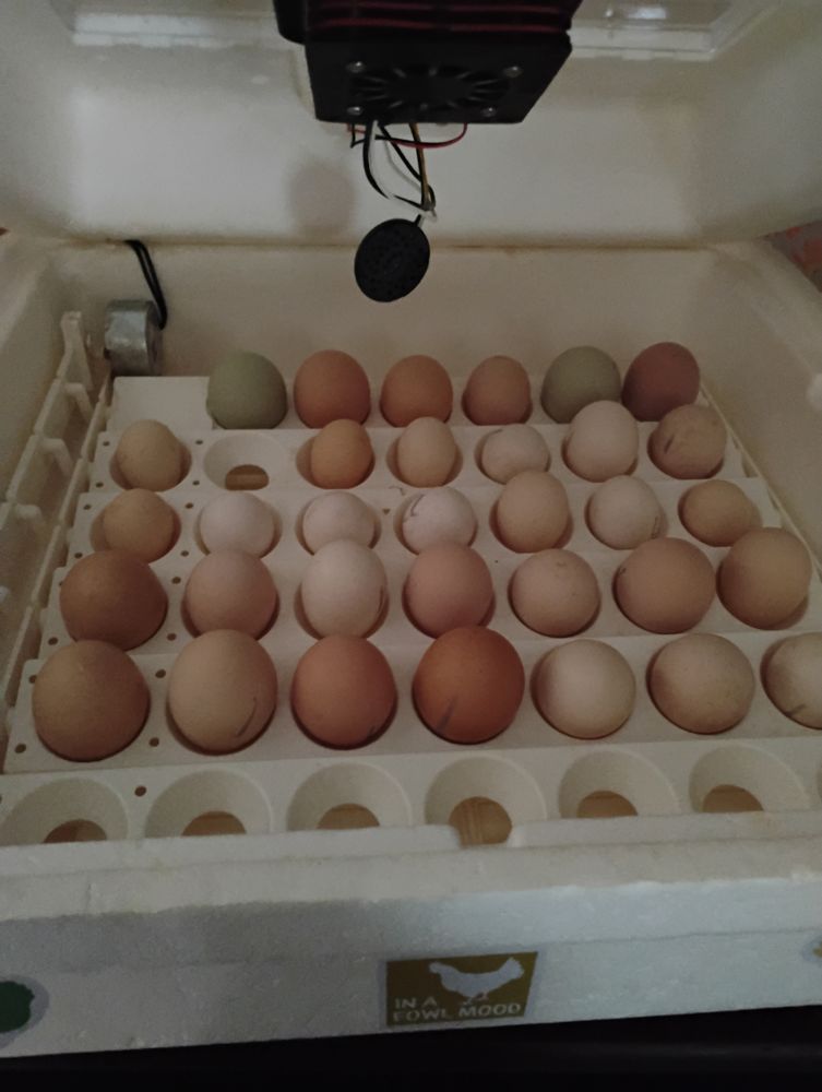 Horseshoe Creek Farm - equestrian in Wesson, MS