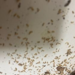 Bug State Pest Control