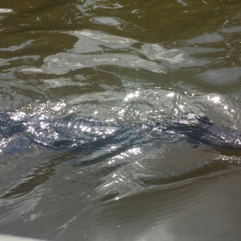 Ultimate Swamp Adventures - Baby gator - Tours Near Me - Westwego, Louisiana Ultimate Swamp Adventures - Baby gator - Tours Near Me - Westwego, Louisiana