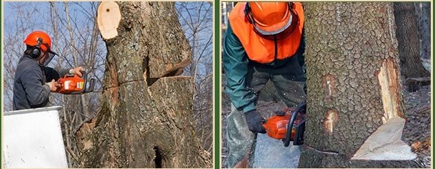 Big Mack's Tree Service - tree service in Staten Island, NY