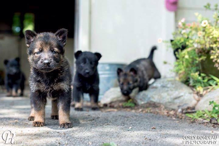 The Universal Dog Image