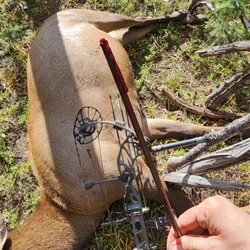 Get Your Meat - Cow Elk