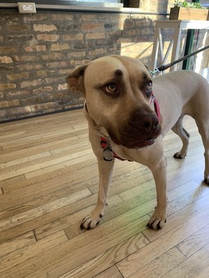 Pegasus Protein Juice Bar by null