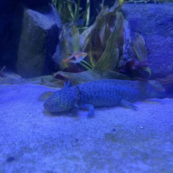 Austin Aquarium - Aquariums Near Me - Austin, Texas