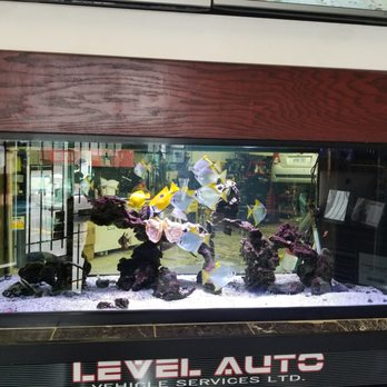 Level Auto - Auto Repair Near Me - Scarborough, Ontario