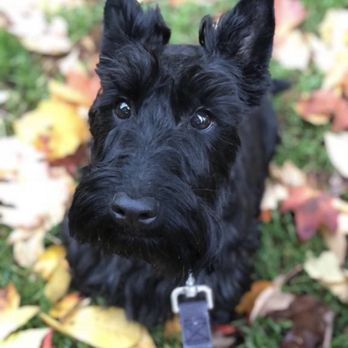 Frolic Pet Services - Dog Walkers Near Me Frolic Pet Services - Dog Walkers Near Me