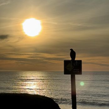 Poplar Beach - Hawk visit - Beaches Near Me - Half Moon Bay, California