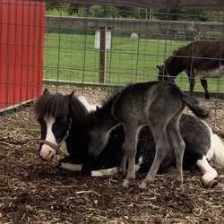 Cook’s Country Connection - New mini foal Sebastian w mama horse Dixie