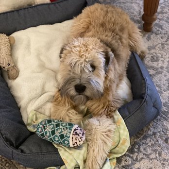 Canton Veterinary Hospital - Our puppy - Veterinarians Near Me - Canton, Massachusetts Canton Veterinary Hospital - Our puppy - Veterinarians Near Me - Canton, Massachusetts