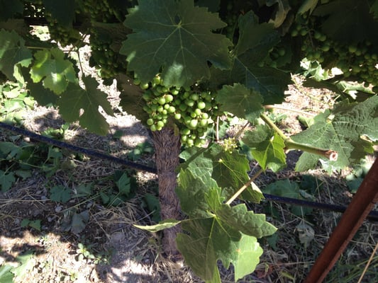 Savor Napa Valley Wine Tours by null