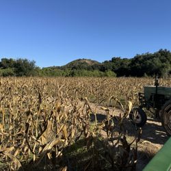 Boccali Ranch Pumpkin Patch