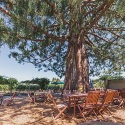 Furthermore Wines - Tasting Courtyard, Giant Sequoia